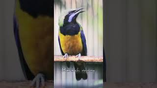 Download lagu cucak cungkok gacor mp3