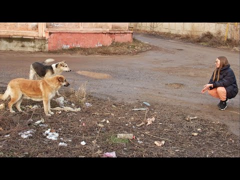 Best Way to Tell Street Dogs You Love Them