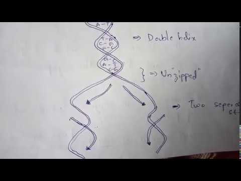 DNA REPLICATION part 1 BY PHANINDRA GUPTA