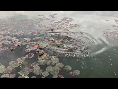 Big Carp Spawning