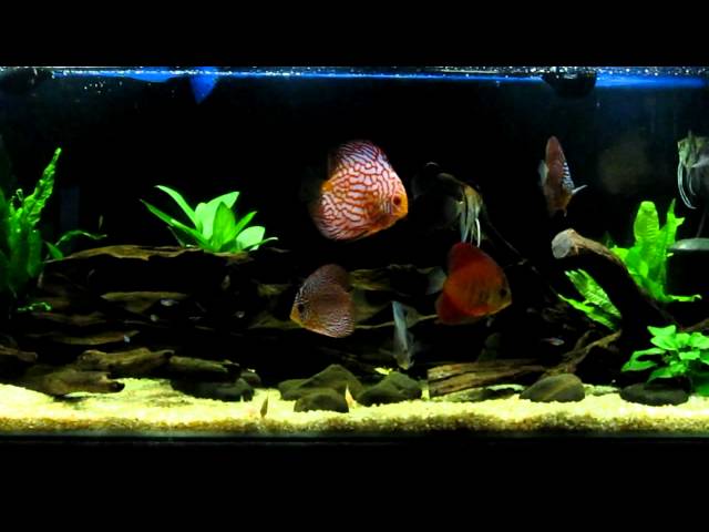 discus tank setup