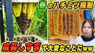 春のハチミツ採取に行ったら群が成長し過ぎて大変なことになりました！