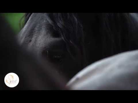 Friesen Quadrille Weltrekord