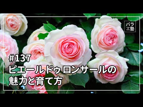 ドルジャ (Plav)について詳しく解説