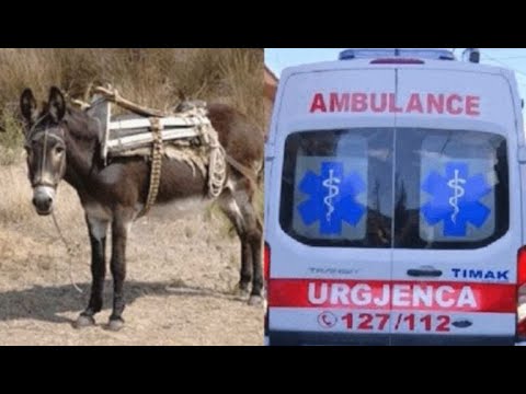 Tërbohet gomari, kafshon një grua që përfundon te trauma në Tiranë