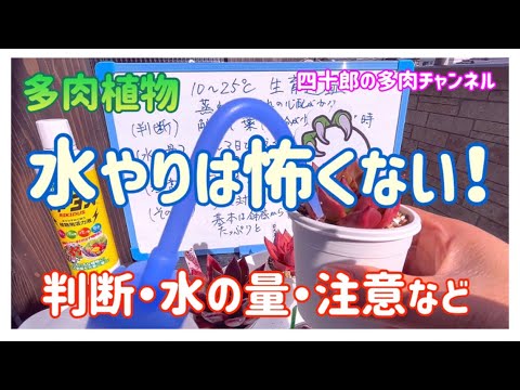 水やり サボテン 多肉植物 多肉植物 屋外 屋内 水やりのヒント