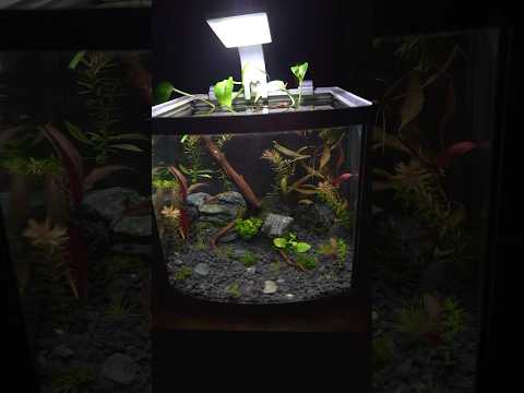 Filterloses Aquarium Projekt! #aquarium #aquaristik #aquariumhobby