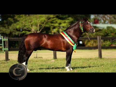 Unprecedented! Cala Bassa wins both Grand Championships with branded animals!