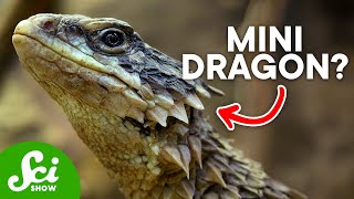 10 Ridiculous Scientific Names