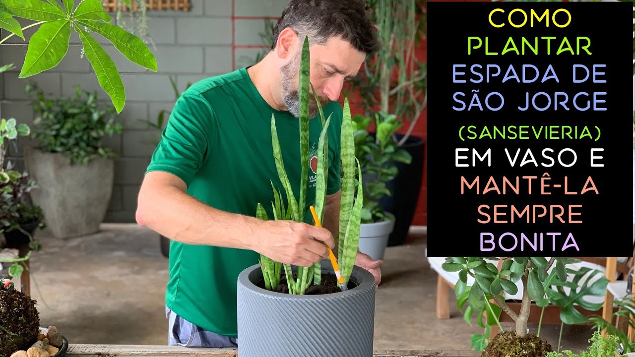 Como Plantar Espada de São Jorge (Sansevieria) Em Vaso e Mantê-la Sempre Bonita