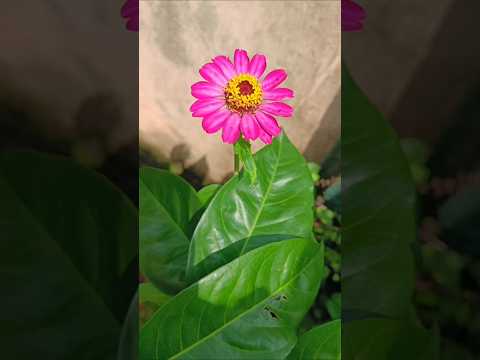 my flower collection 😍😍