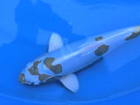 Yamazaki hariwake nissai