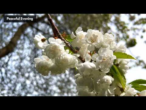 Prunus avium 'Plena' wild cherry | #shorts #tree #flower | @Peaceful Evening