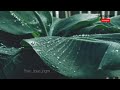 Rain Love Song Rain Bgm Tamilsongs Whatsappstatus Status Music