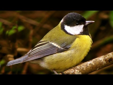 Great Tit - where they live, food, nesting and other facts - Garden Birds