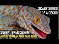 SUARA TOKEK SUARA TOKEK PENGANTAR TIDUR SUARA TOKEK YG KERAS SERAM GECKO SOUND