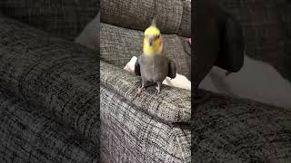 オカメインコ #おかめいんこ #チョコボ #ninfa