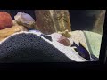 African Cichlids Aulonocara Maylandi Sulfurhead Peacock Lake Malawi
