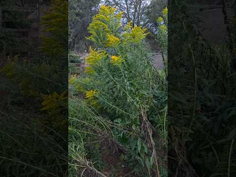 Goldenrod Harvest Prep: Dehydration for Preservation