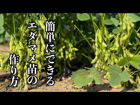 豆はいつ蒔くの？どうやって ？どの野菜と一緒に？リーダーに従う ！  庭園