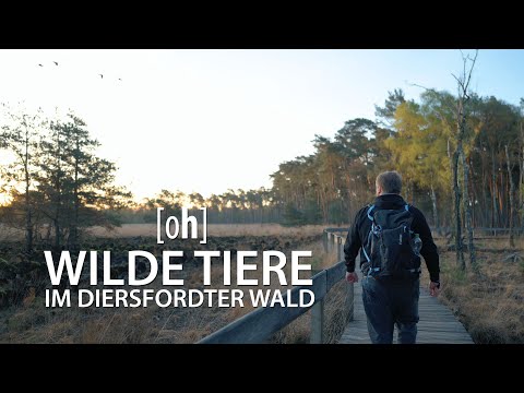 Wilde Tiere im Diersfordter Wald - Landschaftsfotografie & Tierfotografie