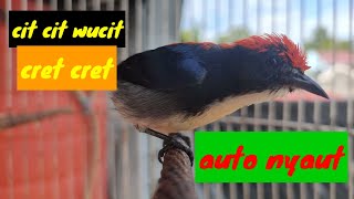 Download lagu suara kemade kepala merah/avatar memanggil lawan || chim ốc mít mp3 Download lagu suara kemade kepala merah/avatar memanggil lawan || chim ốc mít mp3