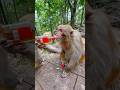 The Drunk Monkey 😂