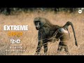 Lake Manyara National Park हिन्दी डॉक्यूमेंट्री Wildlife Docum