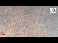 Sang Kadhi Kalnar Tula L New Status Song L Marathi Whatsapp Status