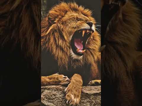 #lion #attitude #power #danger #eyes #status #short #animal #lover #shorts #ytshorts #nature #eyes