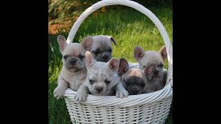 Video preview image #1 French Bulldog Puppy For Sale in NEWMANSTOWN, PA, USA
