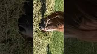 馬刺し美味し馬氏