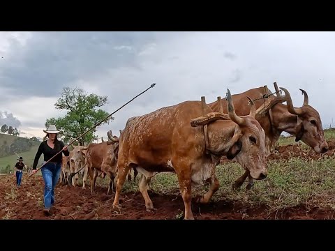 DOM VIÇOSO A MAIOR ARAÇÃO DE TERRA DE MINAS GERAIS 