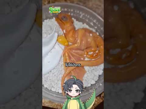 มังกรไม่ได้มีแค่ Dragon | TOGE トゲ