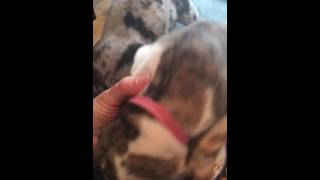 Video preview image #1 Great Dane Puppy For Sale in MASTIC BEACH, NY, USA