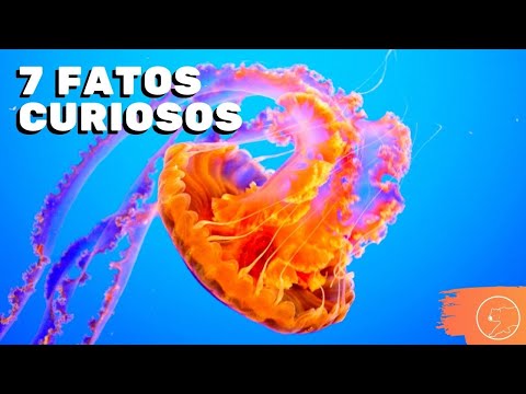 7 FATOS CURIOSOS SOBRE AS ÁGUAS VIVAS | Curiosidades Água Viva