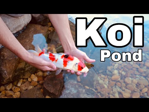 ADDING BABY KOI To The Pond!! ** EXPENSIVE**