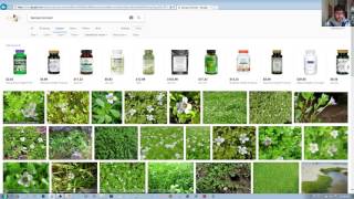 How to Give Attribution to WikiMedia Pictures and Images