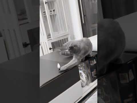 Funny Animal Videos 2022 😂 - Best Dogs And Cats Videos