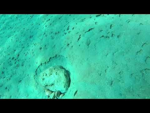 Octopus catch and release Hanioti Halkidiki 2020