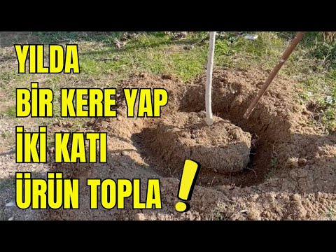 Basit Adımlarla Meyve Ağacınızda Maksimum Verim | Gübreleme ve Sulama Teknikleri