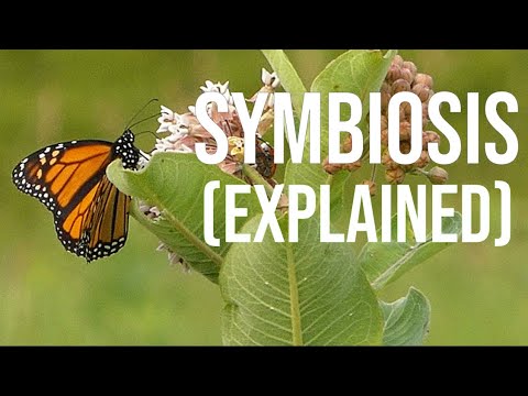 Symbiosis in 5 Minutes: What is Symbiosis?