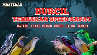 Download lagu 2 jam masteran BURUNG KECIL tembakan speed rapat, materi isian mewah untuk calon jawara mp3 Download lagu 2 jam masteran BURUNG KECIL tembakan speed rapat, materi isian mewah untuk calon jawara mp3