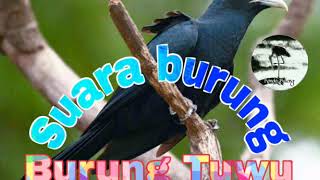 Download lagu Suara burung Tuwu yg misteri mp3