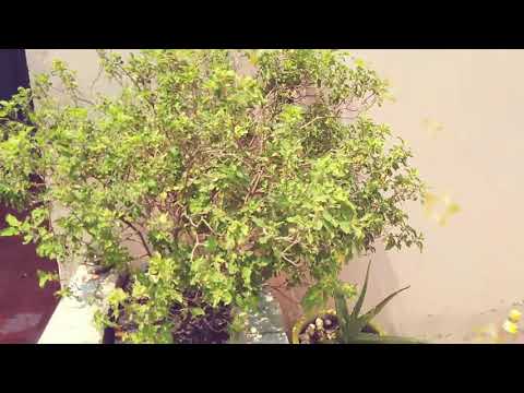 Flower||best nature video||Hand made Flower pot||Best from West flower pot||Beautiful nature video