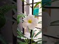 Muhammad Nabina Song New Islamic Song Ayesha Abdul Basit Syria Turkey Earthquake