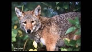 مدرسة ٣ساعات_Rhyming with raffi&#39;s &quot;Goodnight Irene&quot;_Youssef