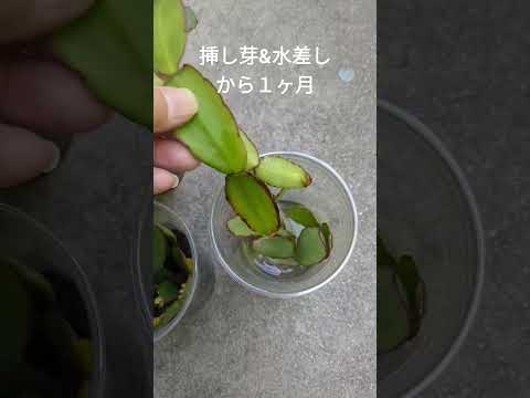 イースターサボテンはいつ、どのように切るのですか？この春の3つの簡単な繁殖方法  庭園