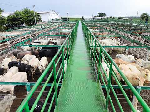 ESTRELA LEILÕES -  24 / 02 / 2026 -  16:00 HS. - Morrinhos  - Goiás