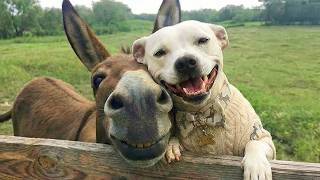 Funniest ANIMALS Videos 2025 That Will Have You Crying with Laughter 😂